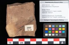 Foto (Objekt + Etikett) von Pinus palaeostrobus Ettingshausen (NHMW-GEO-2024-0188-0200)